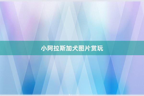 小阿拉斯加犬图片赏玩